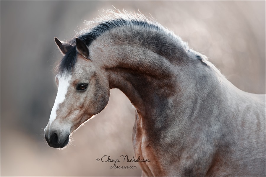 Welsh Pony named Koe Koe Shoev`s Dancer